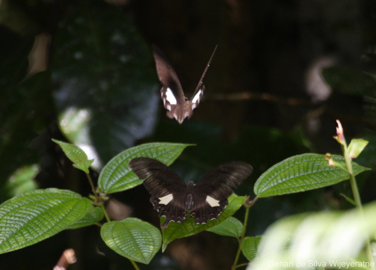 Papilio helenus Linnaeus, 1758